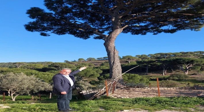Fıstık Çamlarında Bergama Örneği ile Mülkiyet Sorununun Çözülmesi Talep Edildi