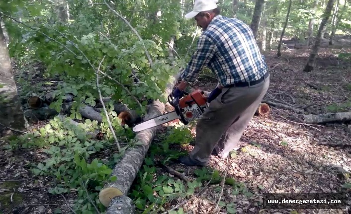 Kestiği ağacın altında kalarak öldü