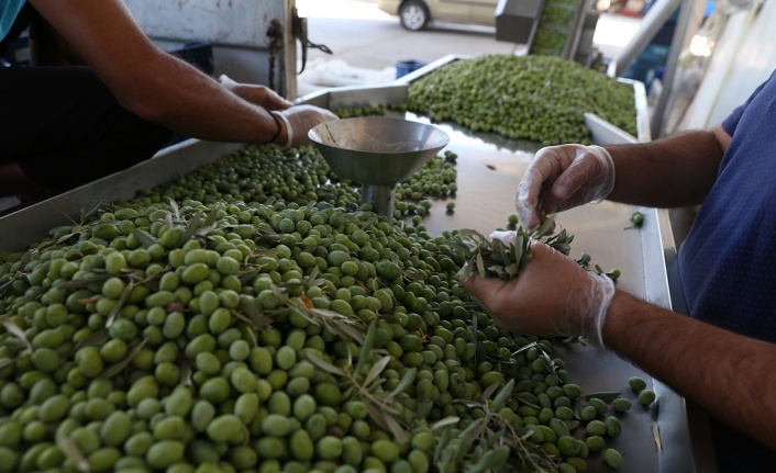 Uluslararası yarışmaya katılacak zeytinyağının erken hasadı yapıldı