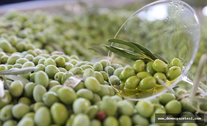 Kanser ve Alzheimer’ın umudu: Zeytinyağı