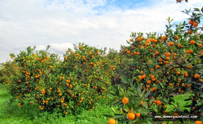 Mandalina Şenliği ile üretici, tüketici, doğa ve turizm kazanacak