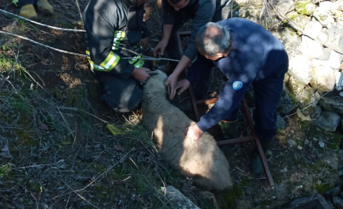 Kuyuya düşen koçu itfaiye ekipleri kurtardı