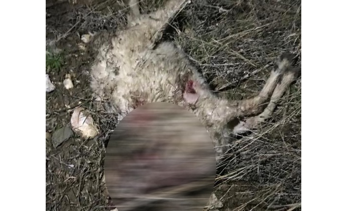 Kurt saldırısında 5 koyun telef oldu