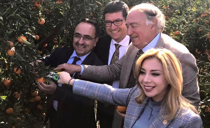 Muğla’daki narenciye zararları TARSİM kapsamına alınıyor