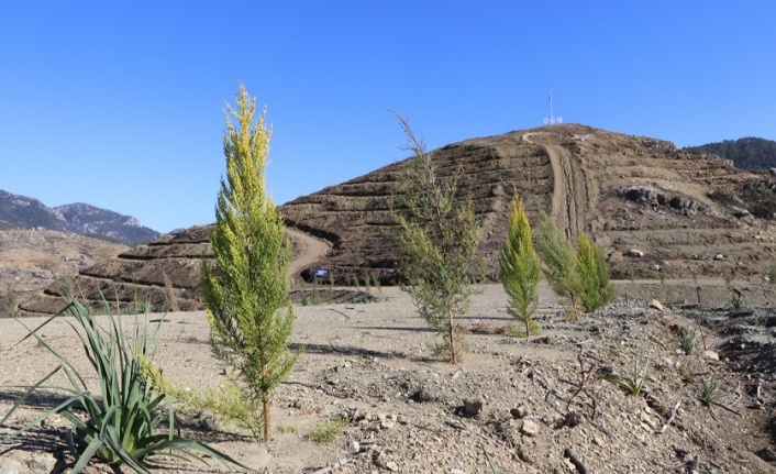 Dalaman ve Göcek yeniden yeşeriyor