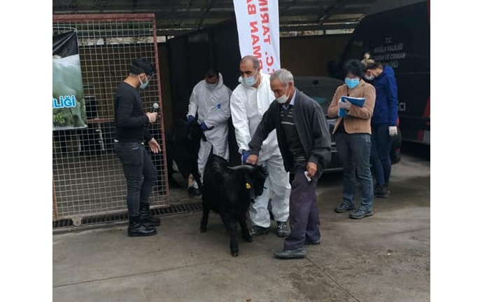 28 yetiştiriciye 47 damızlık teke dağıtıldı