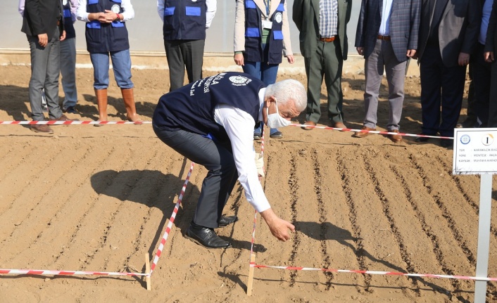 Ata tohumu ’Karakılçık’ buğdayı toprakla buluştu