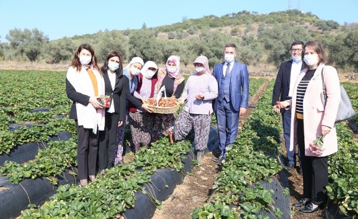 Çilekle Muğla’ya senede 30 milyon lira geliyor