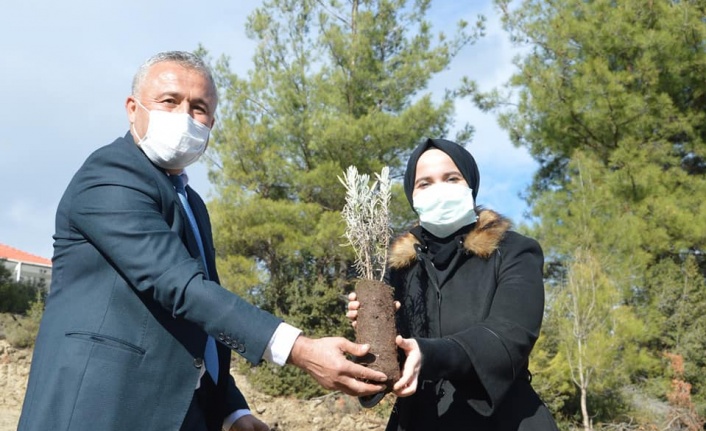 Kavaklıdere’de lavantalar toprakla buluşuyor