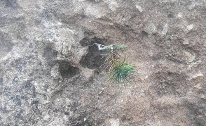 Yatağan’da kaya içinde yetişen çam fidanı şaşırtıyor