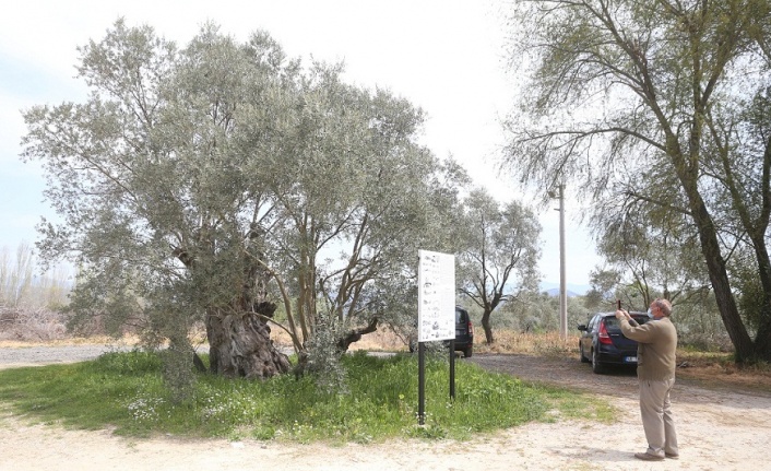 Lagina’nın konuklarını, 2000 bin yıllık zeytin ağacı karşılıyor