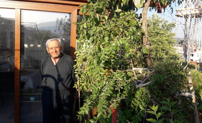 17 yılda çatısını tropik bahçeye çevirdi