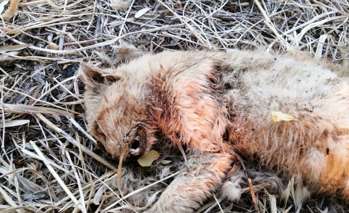 Güzelköy’de çok “çirkin” olay!