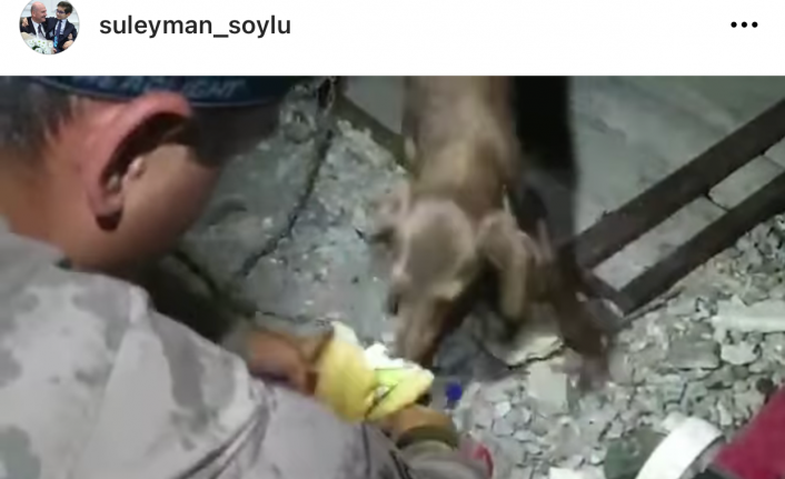 Jandarma, Yatağan’daki yangında mahsur kalan köpekleri son anda kurtardı