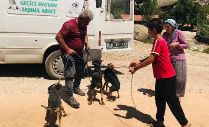 Koruma altına alınan hayvanlar, sahiplerine kavuştu