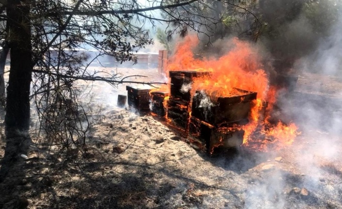 Milletvekili Ergun: “Yangınlar arıcılık sektörü için felaket oldu”