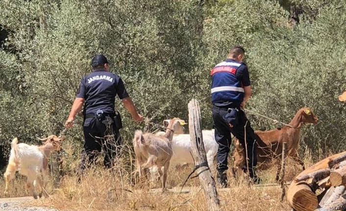 Muğla’daki yangınlardan etkilenen 15 kişinin tedavisi sürüyor