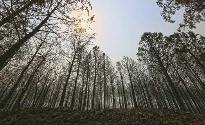 Muğla’daki yangınların son durumu!