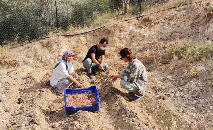 YATAĞAN’DA İLK SAFRAN DİKİMİ GERÇEKLEŞTİRİLDİ..