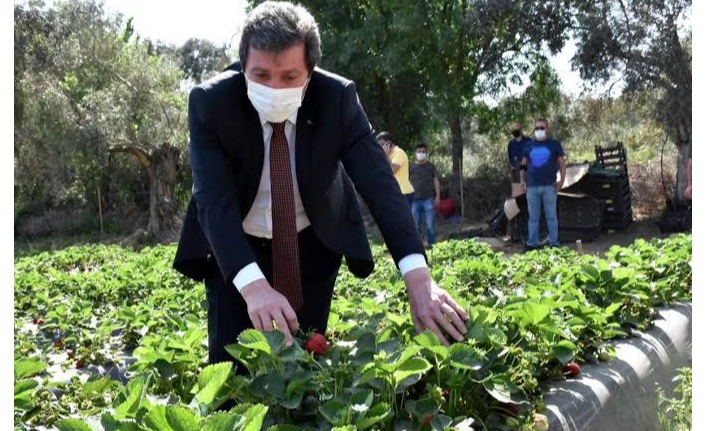 Çilek Projesi Ailelere Geçim Kaynağı Oluyor, Bölgeye İstihdam Sağlıyor