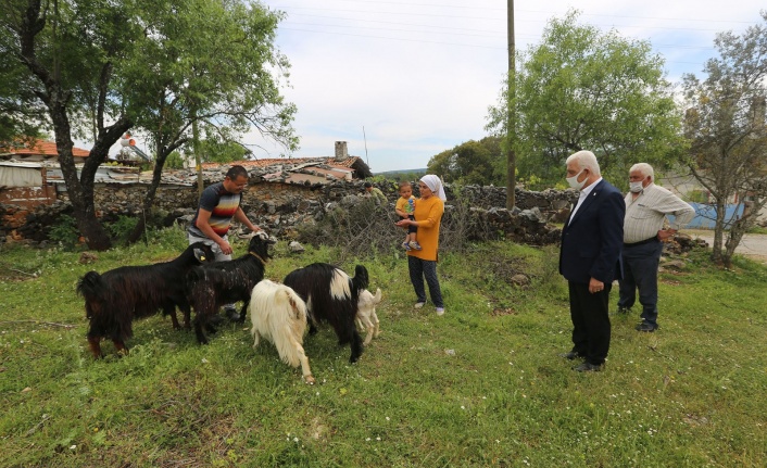 Büyükşehir, 126 Kadın Üreticiye Daha Kıl Keçisi Desteklemesi Yaptı