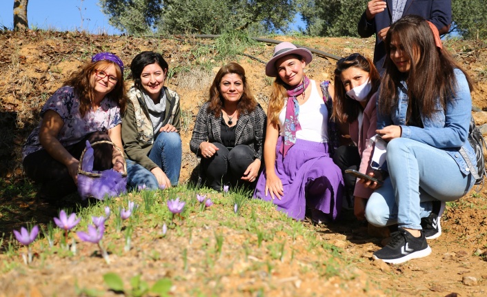 Kadınların Eli Safranla Buluştu, İlk Hasat Yapıldı