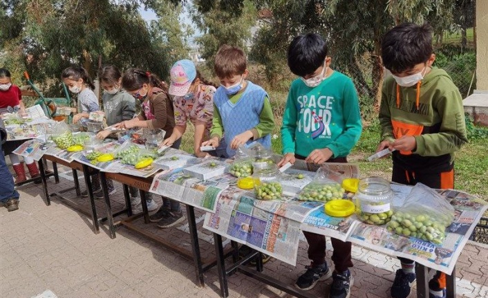 Öğrencilerle Zeytin Toplama Etkinliği Gerçekleştirildi