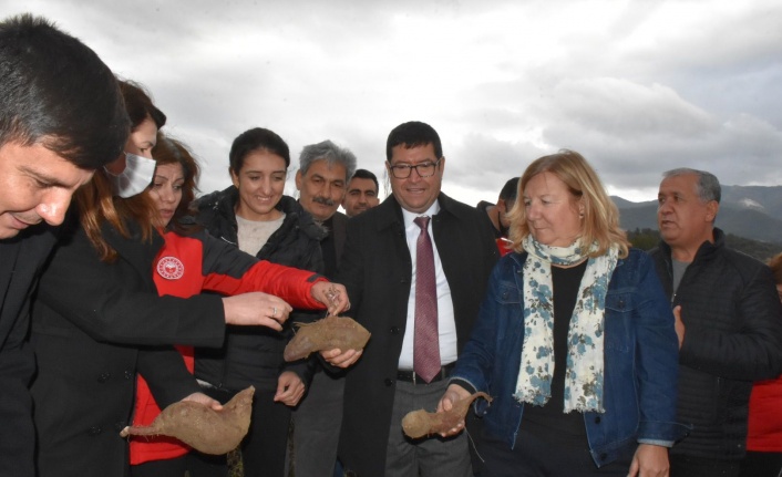 Yatağan’da Tarla Gününde Üreticilerin Tatlı Patatese İlgisi Yoğun Oldu