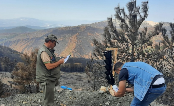 Yatağan’da Yanan Alanlara Gençleştirme Çalışmaları Yapılıyor