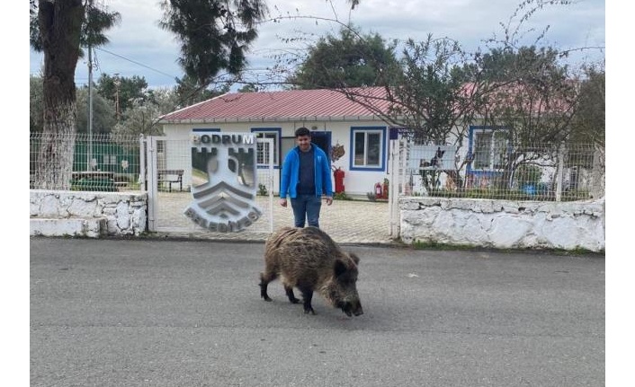 Bodrum’da yaban domuzunu elleriyle besliyorlar