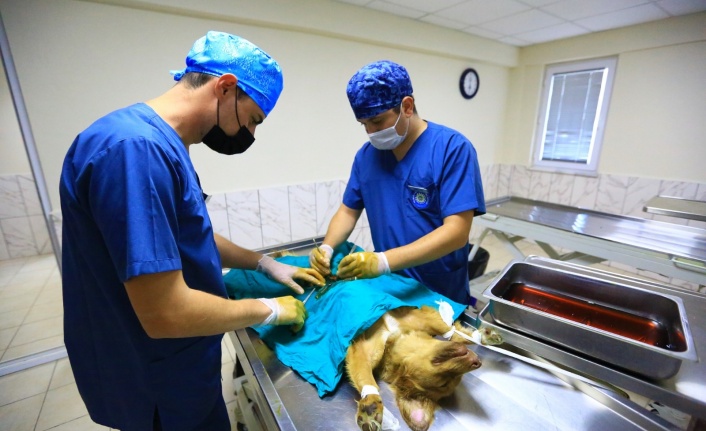 GEÇİCİ HAYVAN BAKIMEVİ 26 BİN CAN DOSTU TEDAVİ ETTİ