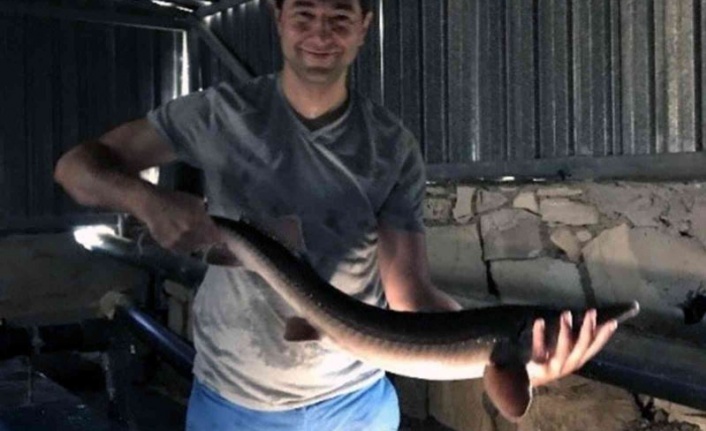 DÜNYANIN EN DEĞERLİ YİYECEĞİ MSKÜ’DE ÜRETİLDİ