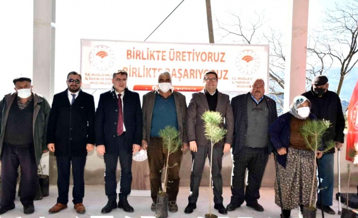 YANGINDAN ZARAR GÖREN ÇİFTÇİLERE BİN ADET ÇAM FISTIĞI DAĞITILDI