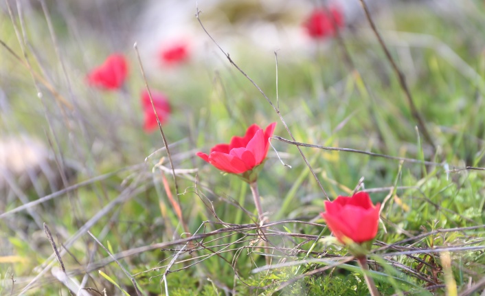 Yatağan’da laleler yamaçları süslemeye başladı