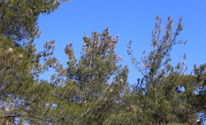 ÇAM KESE BÖCEĞİ TEHLİKE SAÇIYOR