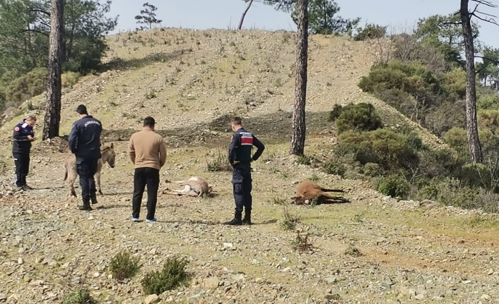 Marmaris’te başıboş eşekler tüfekle vurulmuş halde bulundu