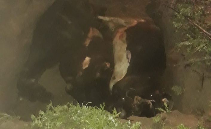 ÜÇ İNEK TELEF OLDU