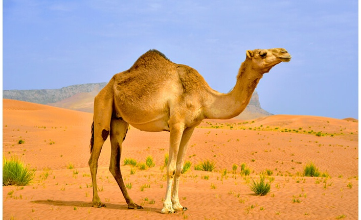 Muğla’da 80 milyonluk “Deveremülk” Vurgunu!