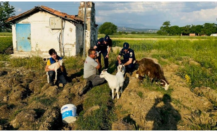 ÇALINAN HAYVANLAR SAHİBİNE TESLİM EDİLDİ