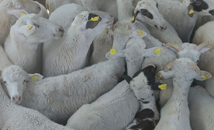 ÇALINAN KOYUNLAR SAHİBİNE TESLİM EDİLDİ