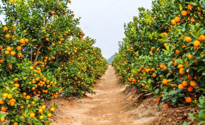 Köyceğiz Portakalı Coğrafi işaretini aldı