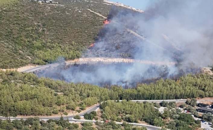 Milas’ta orman yangını!