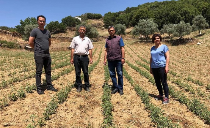 ATIL TARIM ARAZİLERİ ÜRETİME KAZANDIRILIYOR