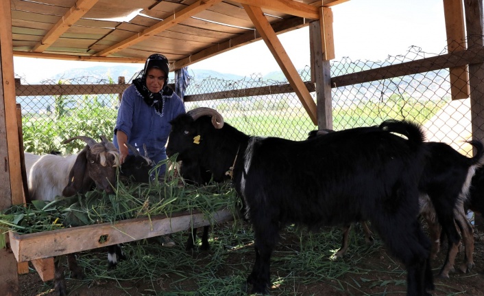 Büyükşehir Belediyesi Yatağan’da Kıl Keçisi Dağıtacak