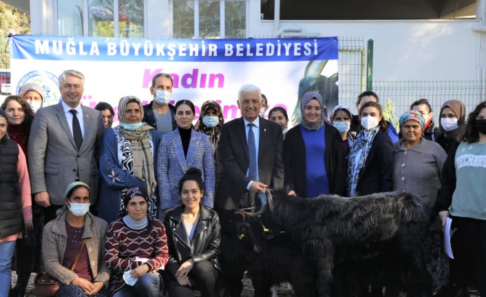 Büyükşehir Belediyesinin Yatağan’da Yapacağı Kıl Keçisi Hibesi İçin Son Başvuru 14 Ekim