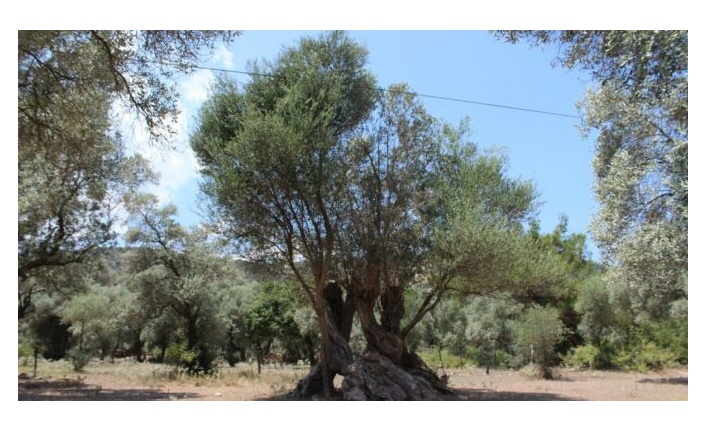     DANIŞTAY ZEYTİNLİKLERİ MADENCİLİĞE AÇAN YÖNETMELİĞİN YÜRÜTMESİNİ DURDURDU