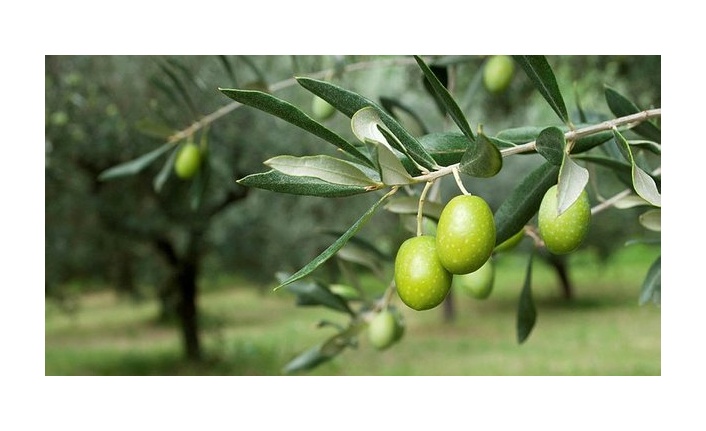 PROFESÖR ÖZKAYA, YATAĞAN’DAN SESLENDİ: “ZEYTİNDE, İTALYA’YA RAKİP OLABİLİRİZ”