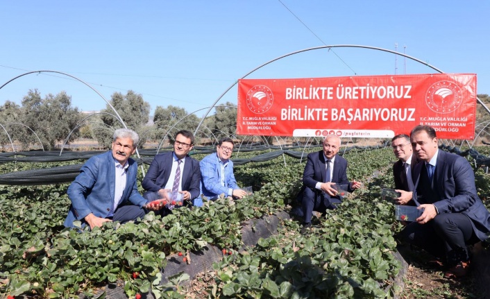   Yatağan’da 1 Milyon Çilek Fidesi Toprakla Buluştu