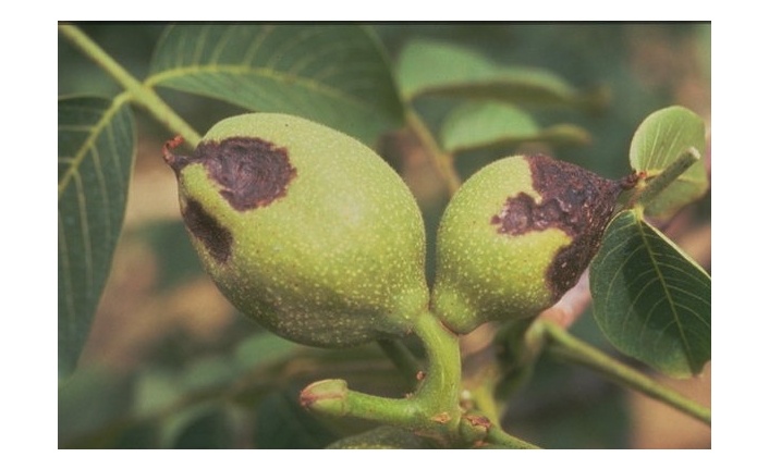 Cevizlerde Antranknoz hastalığı uyarısı