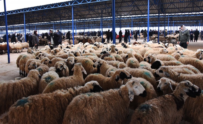 KAPATILAN HAYVAN PAZARLARI AÇILIYOR